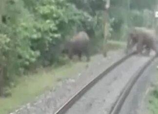 Jharkhand में अब हाथी नहीं मचाएंगे तबाही! एलीफेंट कोरिडोर से गुजरने वाली रेल लाइन होगी डायवर्ट Jharkhand