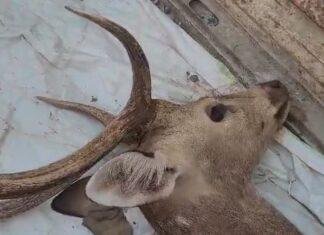 तड़पता रहा चित्तल हिरण, नहीं मिला इलाज-Tundi में स्वास्थ्य व्यवस्था की खुली पोल tundi
