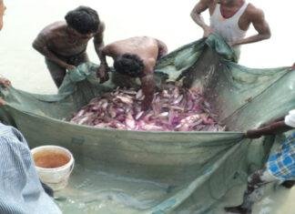 विभाग ने मछली पालकों के लिए जारी की एडवाइजरी