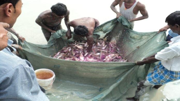 विभाग ने मछली पालकों के लिए जारी की एडवाइजरी