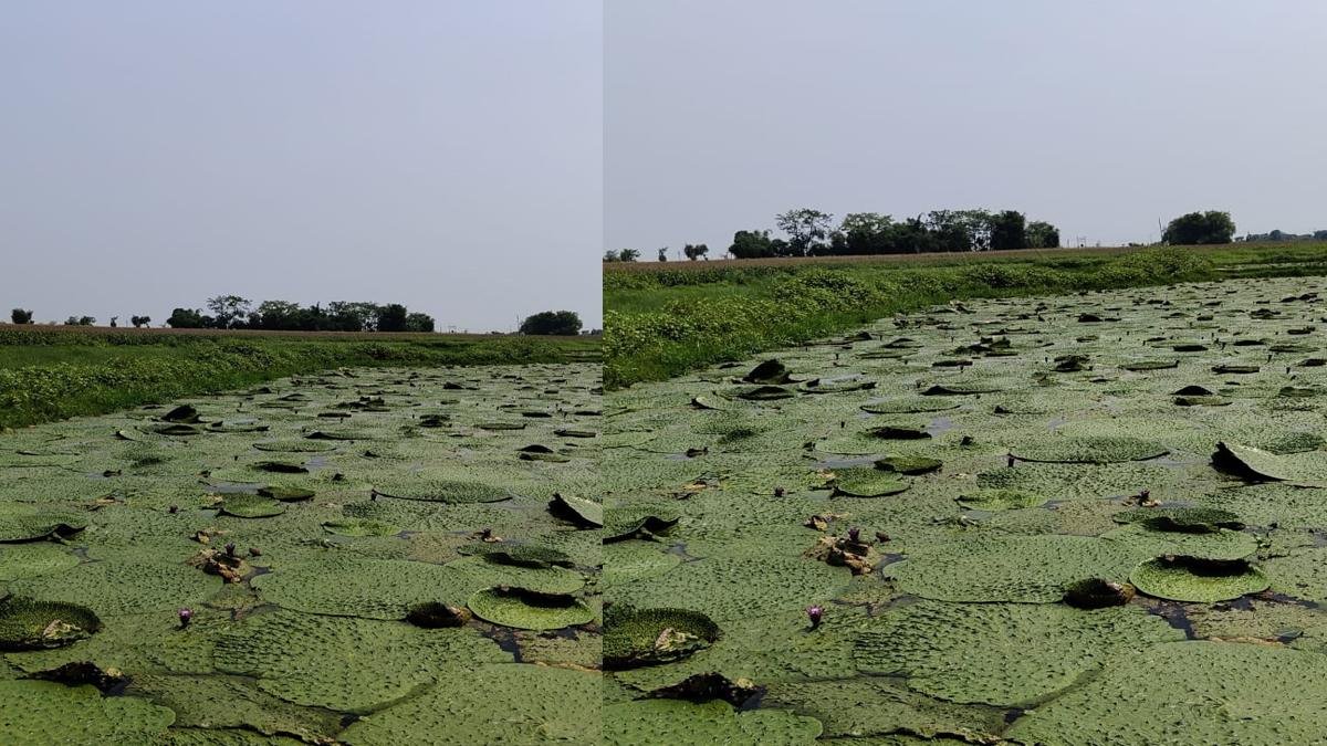 Fox Nut 1 22Scope News