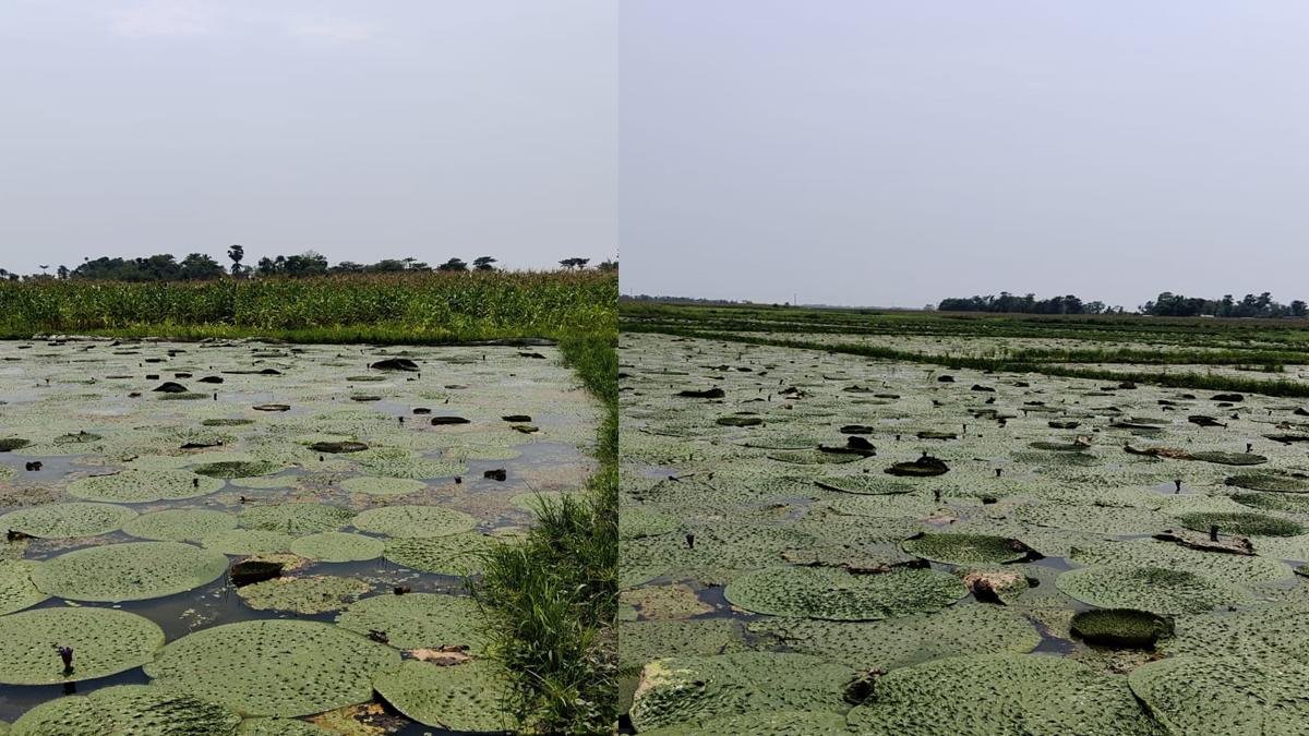 Fox Nut 2 22Scope News