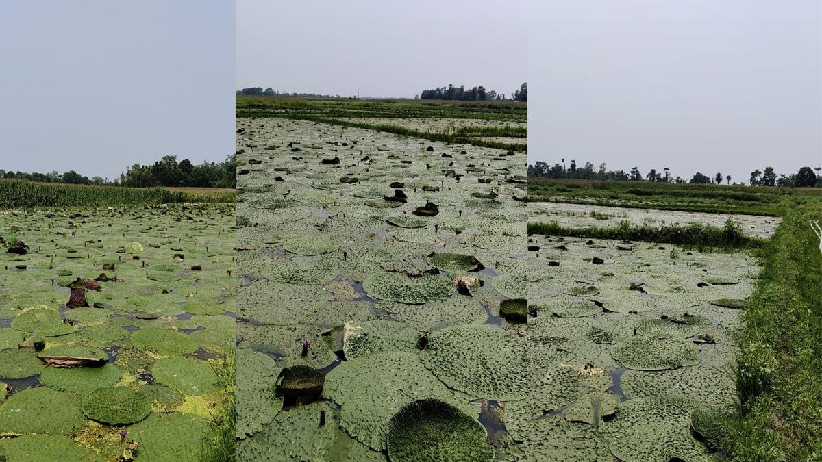 Fox Nut 3 22Scope News