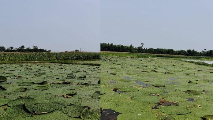 आपदा से अवसर, डूबे क्षेत्र में मखाना उगाकर किसान बने लखपति