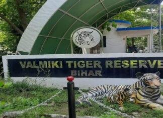 बिहार बन रहा वाइल्डलाइफ टूरिज्म हब, बाघ, डॉल्फिन, सफारी व पक्षी विहार देखने बड़ी संख्या में पहुंच रहे पर्यटक