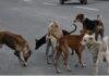 Stray Dog Rules: सुप्रीम कोर्ट सख्त, खतरनाक और रेबीज संक्रमित आवारा कुत्तों को यूथेनेशिया की अनुमति
