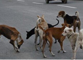 Stray Dog Rules: सुप्रीम कोर्ट सख्त, खतरनाक और रेबीज संक्रमित आवारा कुत्तों को यूथेनेशिया की अनुमति