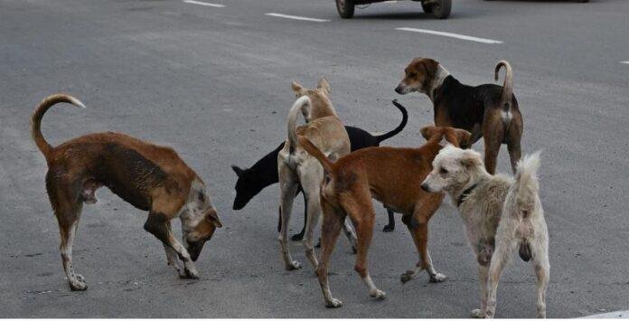 Stray Dog Rules: सुप्रीम कोर्ट सख्त, खतरनाक और रेबीज संक्रमित आवारा कुत्तों को यूथेनेशिया की अनुमति