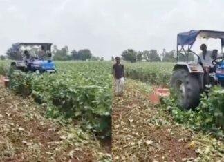 Jharkhand Vegetable Crisis: किसानों की टूटी कमर, 2 रुपये किलो भिंडी बिकने पर किसान ने फसल पर चलाया ट्रैक्टर