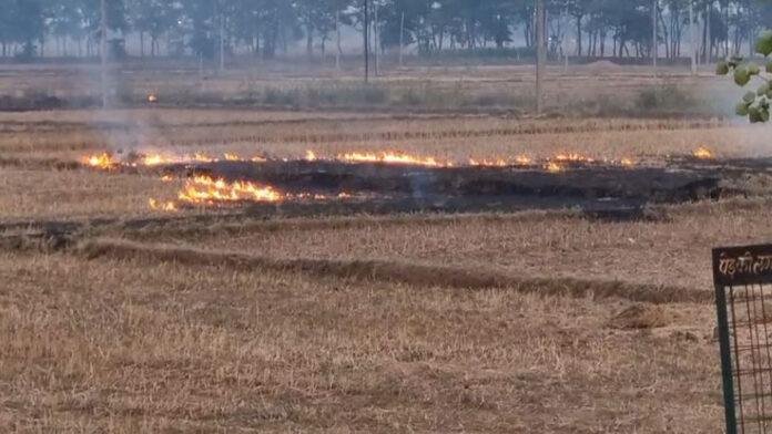 रोक के बावजूद खेतों में धड़ल्ले से जल रही पराली, प्रशासनिक आदेश बेअसर