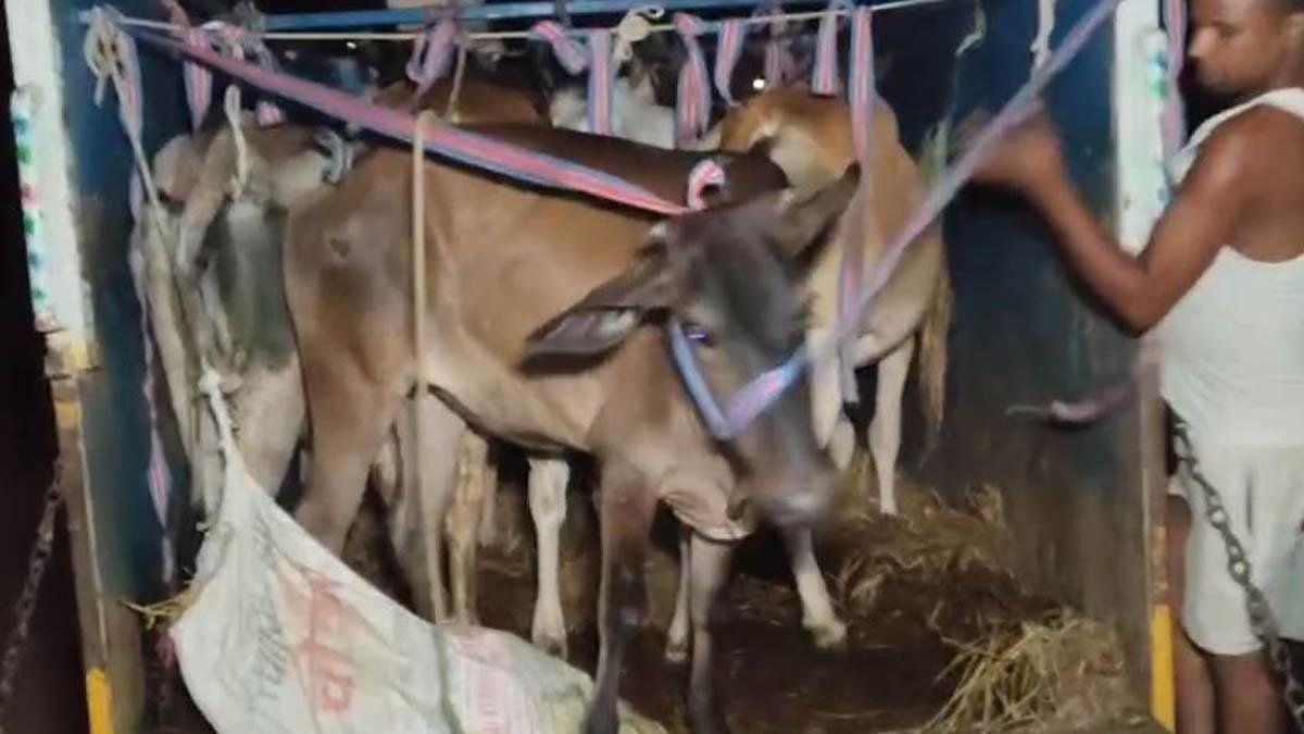 सतर्कता और पुलिस की त्वरित कार्रवाई, 10 बेजुबान मवेशियों को तस्करों के चंगुल से बचाया गया सुरक्षित | 22Scope News Dananpur 1 22Scope News