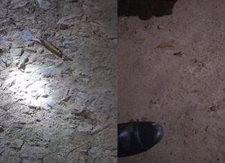 गोलियों की तड़तड़ाहट से एक बार फिर थर्राया बेगूसराय, ड्राइवर घायल
