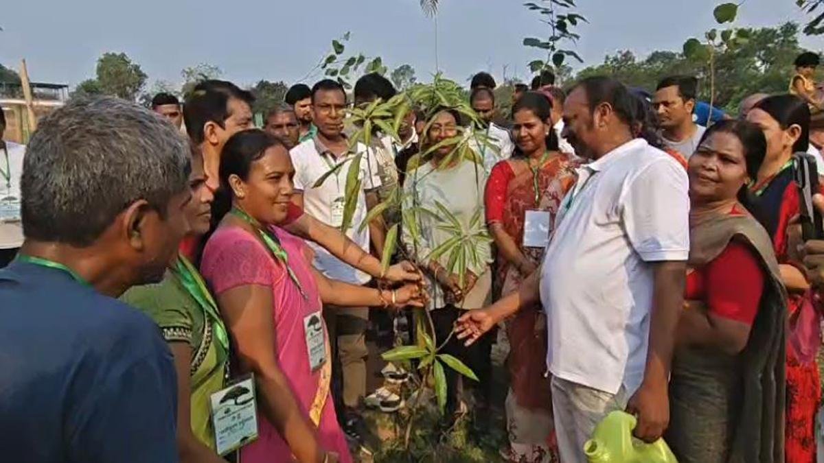 Gaya Tree 3 22Scope News