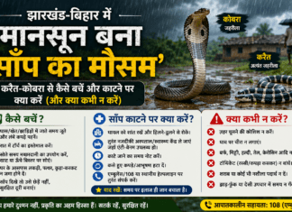झारखंड-बिहार में मानसून बना ‘साँप का मौसम’: करैत और कोबरा से कैसे बचें, और काटने पर क्या करें झारखंड-बिहार में मानसून बना 'साँप का मौसम': करैत और कोबरा से कैसे बचें, और काटने पर क्या करें