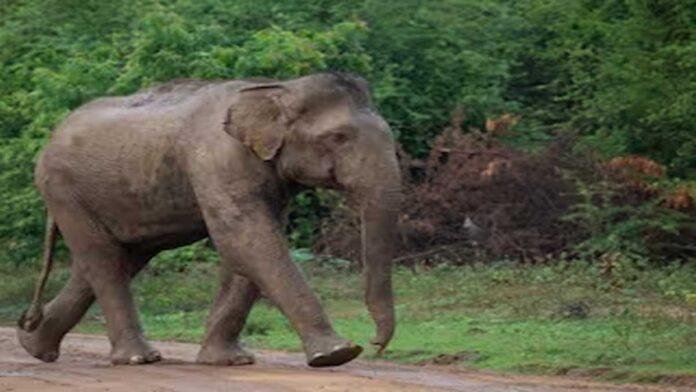 Saraikela में जंगली हाथी का आतंक, स्कूल समेत कई घरों को पहुंचाया नुकसान
