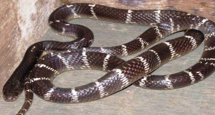 Jamshedpur News: करैत सांप के डंसने से दो महिलाओं की मौत, इलाके में दहशत