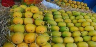 लोहरदगा के इस गांव ने कर दिखाया कमाल, अब दुबई और इटली खाएंगे यहां के आम