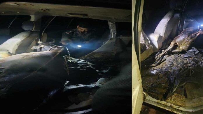 Hazaribagh Innova cattle smuggling: हजारीबाग में हाईटेक पशु तस्करी का खुलासा, इनोवा जब्त, तस्करों की तलाश जारी