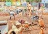 Jharkhand Dog Control Plan: आवारा कुत्तों पर लगेगा नियंत्रण, 49 नगर निकायों में बनेंगे Shelter Home