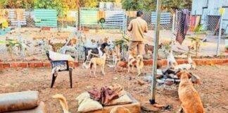 Jharkhand Dog Control Plan: आवारा कुत्तों पर लगेगा नियंत्रण, 49 नगर निकायों में बनेंगे Shelter Home