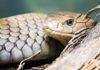 World Snake Day 2026: झारखंड में सांपों की 27 प्रजातियां, बारिश में Snake Bite से बचने के लिए जानें सही जानकारी World Snake Day 2026: झारखंड में सांपों की 27 प्रजातियां, बारिश में Snake Bite से बचने के लिए जानें सही जानकारी