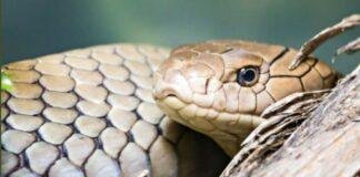 World Snake Day 2026: झारखंड में सांपों की 27 प्रजातियां, बारिश में Snake Bite से बचने के लिए जानें सही जानकारी