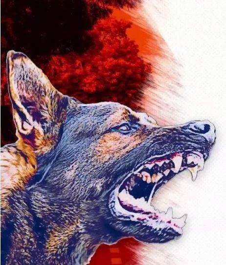1924 Dhanbad Dog Attack: निरसा में पागल कुत्ते का आतंक, 24 घंटे में 18 लोगों पर हमला, 5 की हालत गंभीर