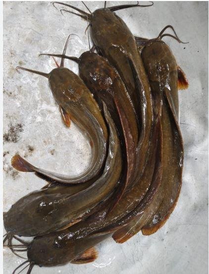 1926 Magur Fish: झारखंड की राजकीय मछली मांगूर के संरक्षण को बनेगी नई योजना, केंद्र से मांगेगा सहयोग