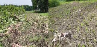 26 साल से जोत रहे थे खेत, अब फसल पर चला ट्रैक्टर, किसान ने लगाया जमीन कब्जाने का आरोप 26 साल से जोत रहे थे खेत, अब फसल पर चला ट्रैक्टर, किसान ने लगाया जमीन कब्जाने का आरोप