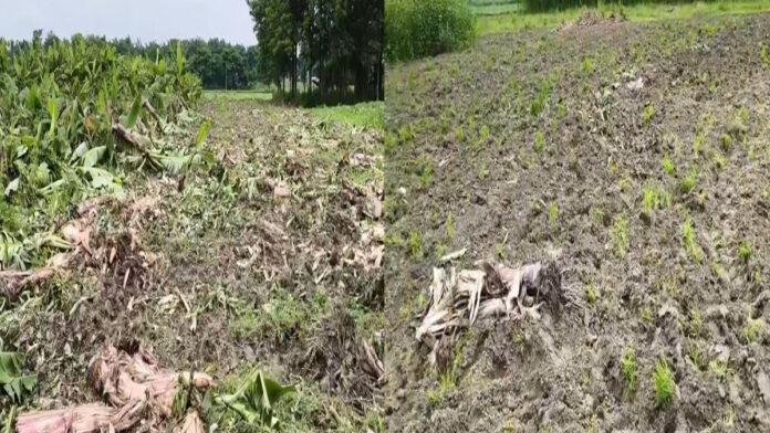 26 साल से जोत रहे थे खेत, अब फसल पर चला ट्रैक्टर, किसान ने लगाया जमीन कब्जाने का आरोप
