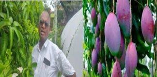 Hazaribagh News: एक आम के लिए इतनी चर्चा क्यों? हजारीबाग में मियाजाकी आम चोरी से हड़कंप Hazaribagh News: एक आम के लिए इतनी चर्चा क्यों? हजारीबाग में मियाजाकी आम चोरी से हड़कंप