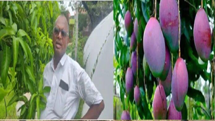 Hazaribagh News: एक आम के लिए इतनी चर्चा क्यों? हजारीबाग में मियाजाकी आम चोरी से हड़कंप