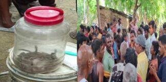 Patna Snake Rescue: रात में दिखा एक सांप, सुबह खुला ऐसा राज कि पूरे गांव में मच गई दहशत