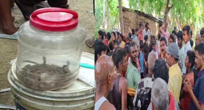 Patna Snake Rescue: रात में दिखा एक सांप, सुबह खुला ऐसा राज कि पूरे गांव में मच गई दहशत