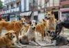 Dhanbad Stray Dog Attack 1