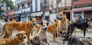 Dhanbad Stray Dog Attack: धनबाद के इस इलाके में घर से निकलना हुआ मुश्किल, आवारा कुत्तों ने फैलाई दहशत Dhanbad Stray Dog Attack 1
