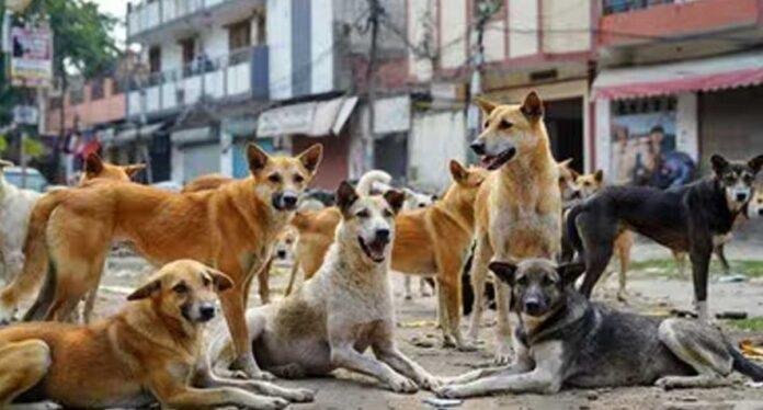 Dhanbad Stray Dog Attack 1