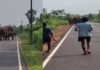Chakulia Elephant Herd on Road: चाकुलिया में सड़क पर अचानक आया हाथियों का झुंड, कुछ मिनटों में मच गई अफरा-तफरी