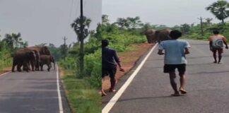 Chakulia Elephant Herd on Road: चाकुलिया में सड़क पर अचानक आया हाथियों का झुंड, कुछ मिनटों में मच गई अफरा-तफरी