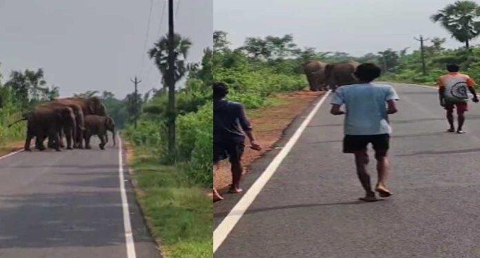 Chakulia Elephant Herd on Road: चाकुलिया में सड़क पर अचानक आया हाथियों का झुंड, कुछ मिनटों में मच गई अफरा-तफरी