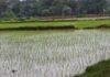East Singhbhum Dhan Ropai: कम बारिश के बीच कैसे बचा रहे हैं किसान धान की फसल? पूर्वी सिंहभूम से सामने आई तस्वीर East Singhbhum Dhan Ropai 1