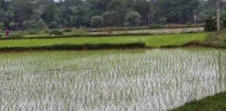 East Singhbhum Dhan Ropai 1