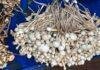 Giridih Mushroom Poisoning