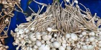 Giridih Mushroom Poisoning