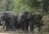 Garhwa Elephant Attack 2