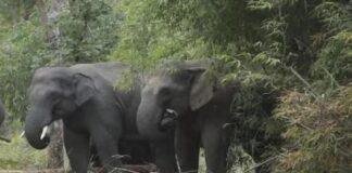 Garhwa Elephant Attack: वन विभाग ने पहले ही जारी किया था रेड अलर्ट, फिर कैसे चली गई एक ग्रामीण की जान? Garhwa Elephant Attack 2