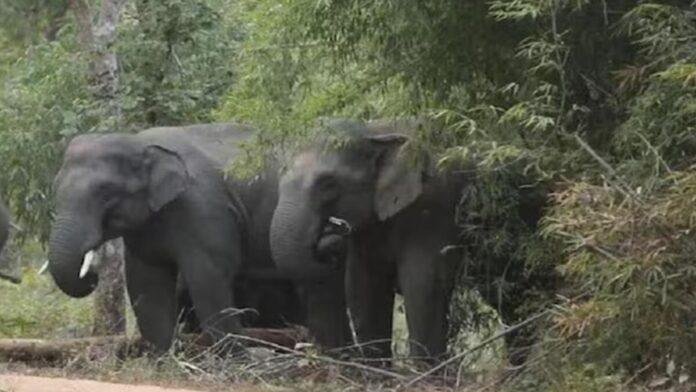 Garhwa Elephant Attack 2 Garhwa Elephant Attack 2