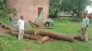 Illegal Tree Cutting Tundi 1