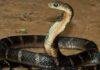 Bhagalpur Snake Bite News