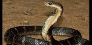 Bhagalpur Snake Bite News: टीवी देखते-देखते सो गई बच्ची, सुबह हाथ में जलन हुई… फिर सामने आया दर्दनाक सच Bhagalpur Snake Bite News